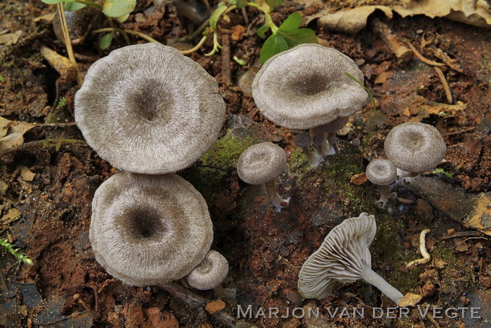 Geribbelde satijnzwam - Entoloma undatum